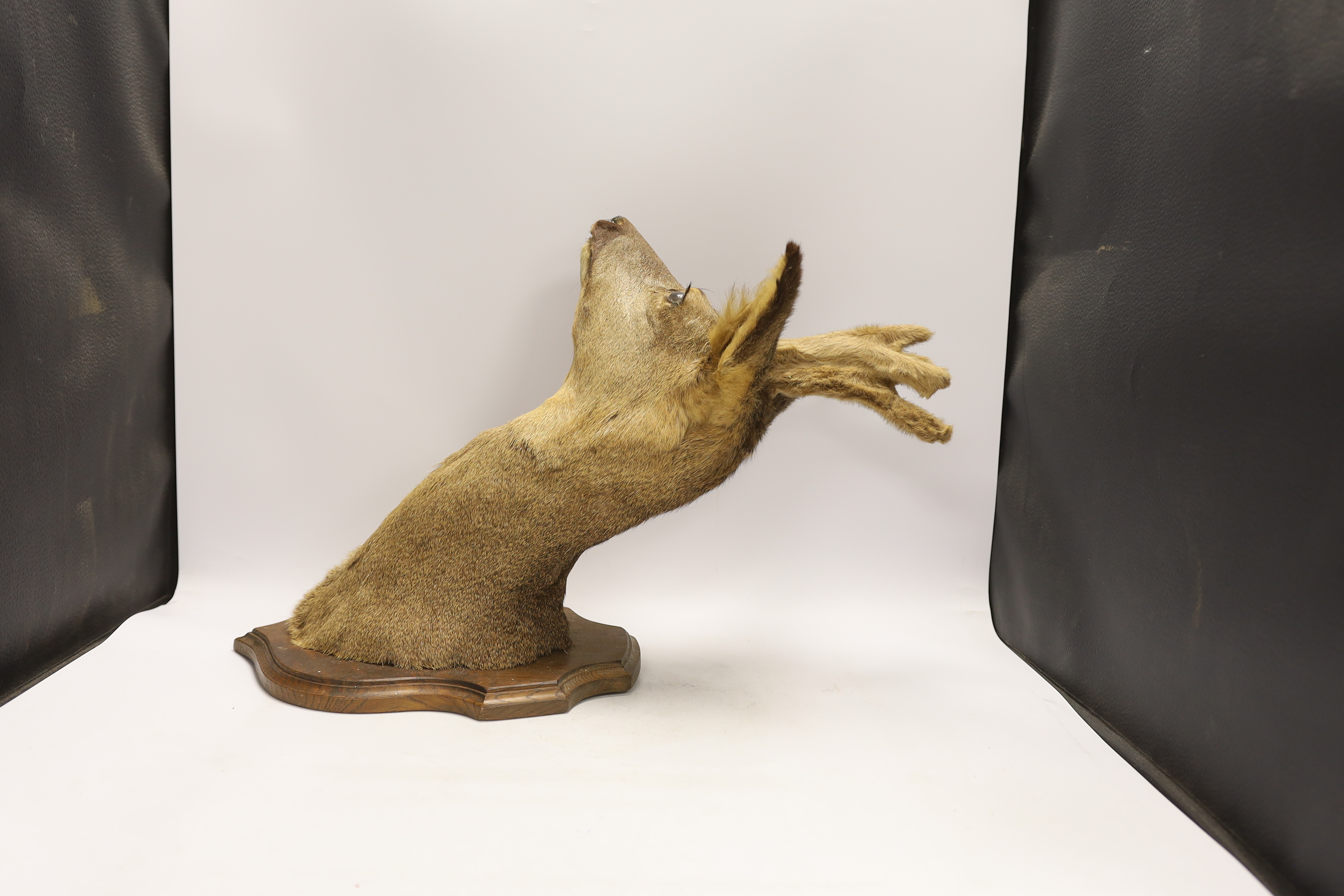 A taxidermy deer's head